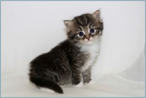 Female Siberian Kitten from Deedlebug Siberians